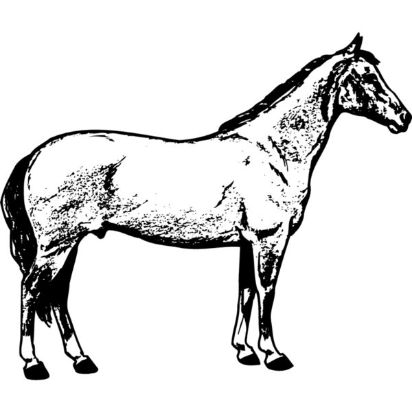 HORSE020 Thumbnail
